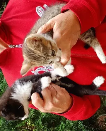 Шотландские котята Донецк