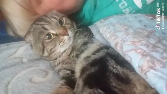 Шотландские котята Донецк