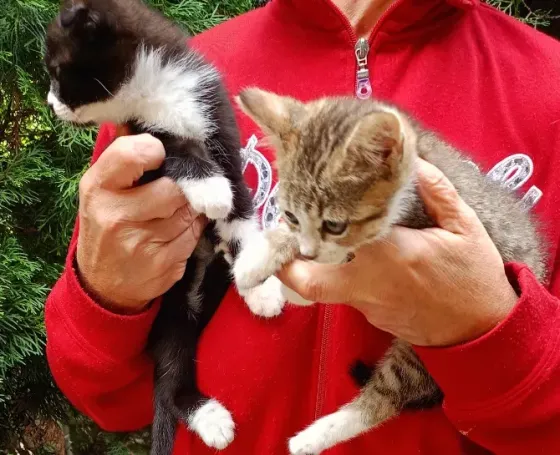 Шотландские котята Донецк