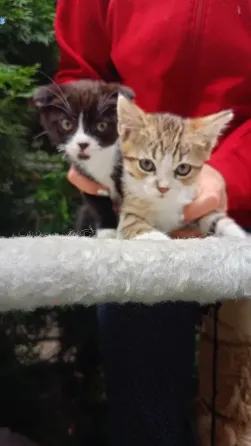 Шотландские котята Донецк