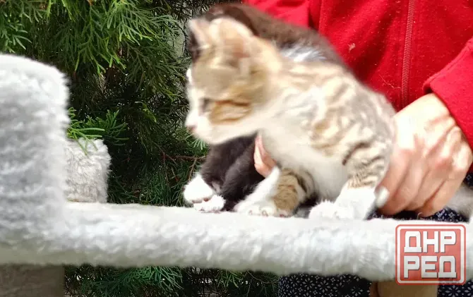 Шотландские котята Донецк - изображение 4