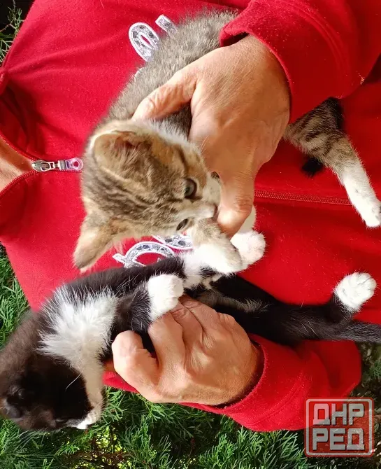 Шотландские котята Донецк - изображение 5