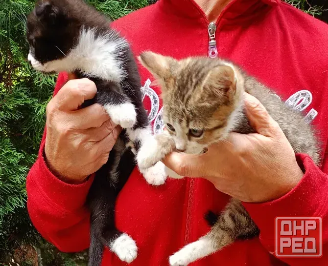 Шотландские котята Донецк - изображение 1