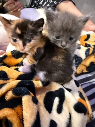 Отдам котят в добрые руки Макеевка