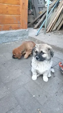 Отдам в хорошие руки Донецк