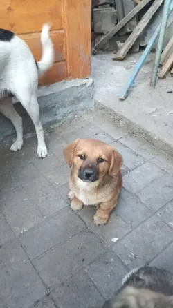 Отдам в хорошие руки Донецк