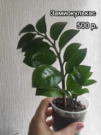 Комнатные растения Макеевка