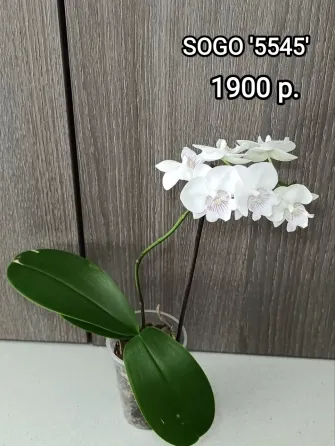 Комнатные растения Макеевка
