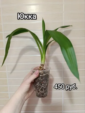 Комнатные растения Макеевка