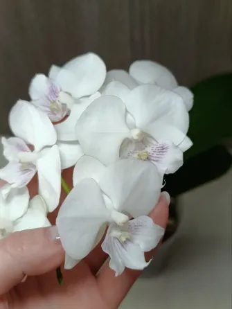 Комнатные растения Макеевка