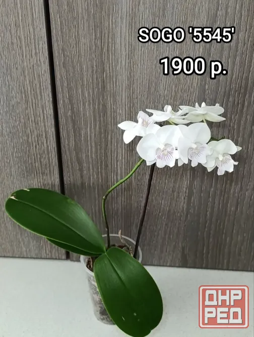 Комнатные растения Макеевка - изображение 5