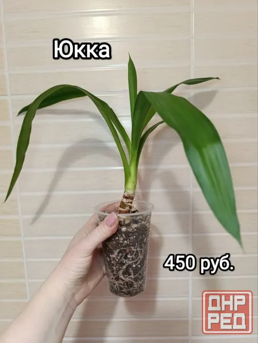 Комнатные растения Макеевка - изображение 4