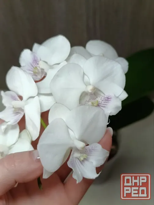 Комнатные растения Макеевка - изображение 6