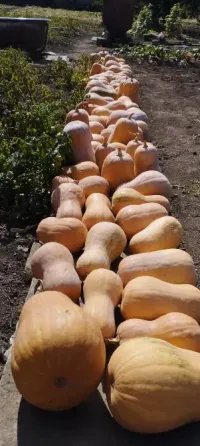 Тыква Донецк