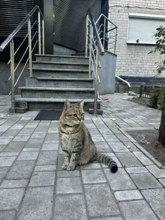 Нашелся кот в центре Донецка Донецк