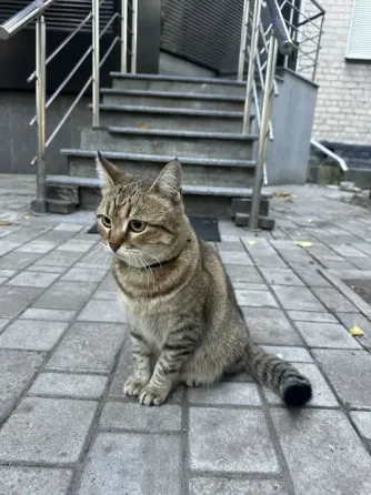 Нашелся кот в центре Донецка Донецк