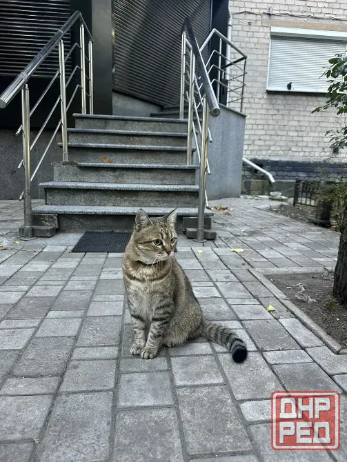 Нашелся кот в центре Донецка Донецк - изображение 2