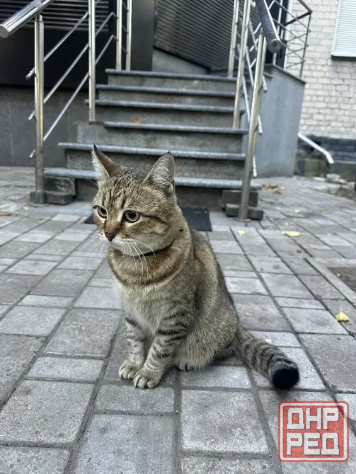 Нашелся кот в центре Донецка Донецк - изображение 1