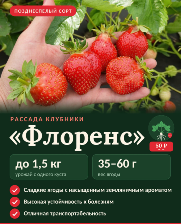 Рассада клубники Макеевка