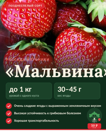 Рассада клубники Макеевка