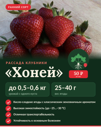 Рассада клубники Макеевка
