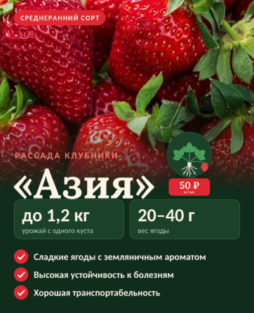 Рассада клубники Макеевка