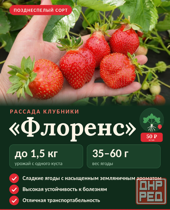 Рассада клубники Макеевка - изображение 1