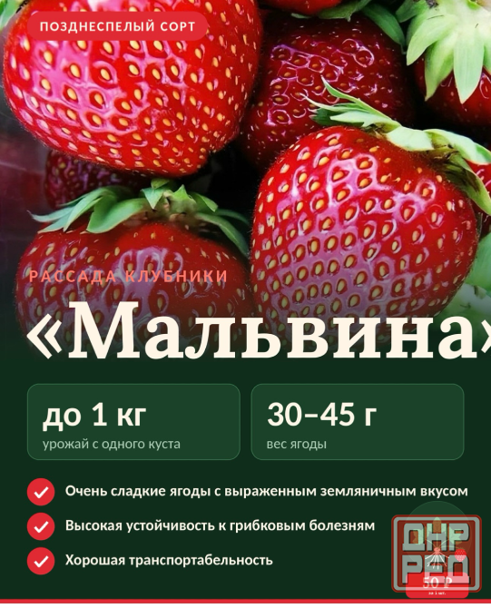 Рассада клубники Макеевка - изображение 2