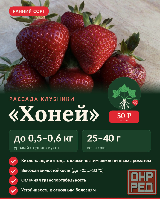 Рассада клубники Макеевка - изображение 4