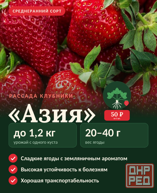 Рассада клубники Макеевка - изображение 3