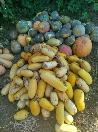 Продам тыкву Макеевка
