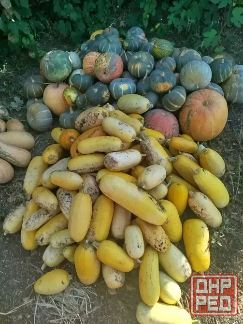 Продам тыкву Макеевка - изображение 1
