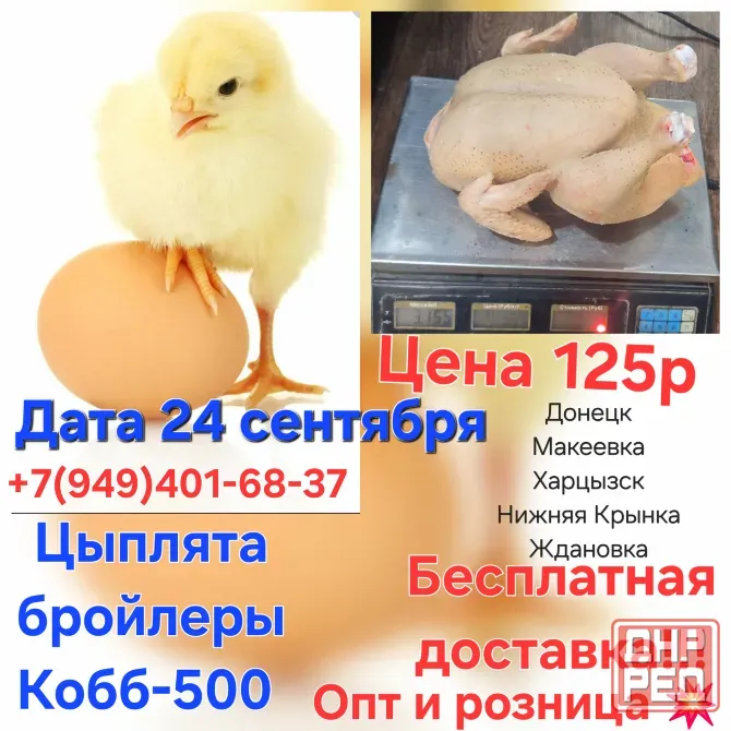Цыплята бройлеры Кобб-500 Донецк - изображение 1