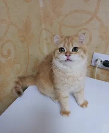 Продается яркий золотой шотландский котенок Донецк