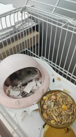 Отдам бесплатно хомяка Донецк