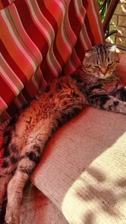 вислоухая шотландская кошечка Донецк