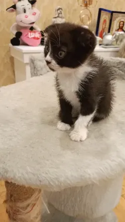 вислоухая шотландская кошечка Донецк