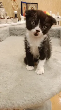 вислоухая шотландская кошечка Донецк