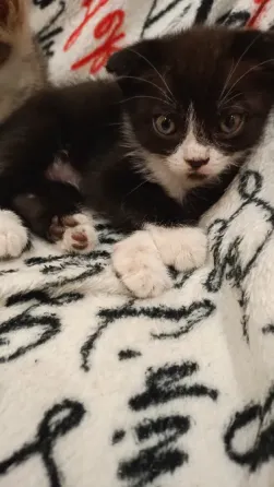 вислоухая шотландская кошечка Донецк