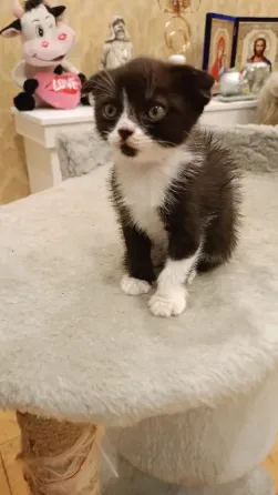 вислоухая шотландская кошечка Донецк