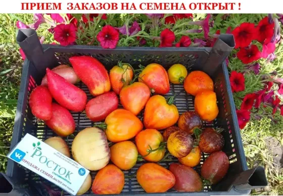 Семена Томатов . Свои семена Донецк Донецк