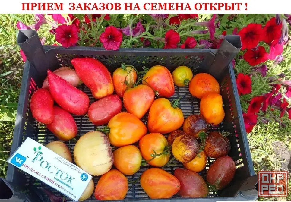 Семена Томатов . Свои семена Донецк Донецк - изображение 1