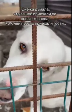 Снежа ищет семью Горловка