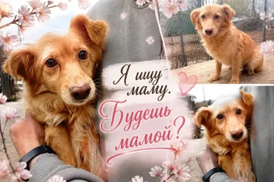 Собачка ищет семью! Горловка