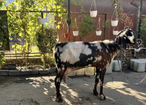 Продам чисто кровных англо нубийских коз Донецк