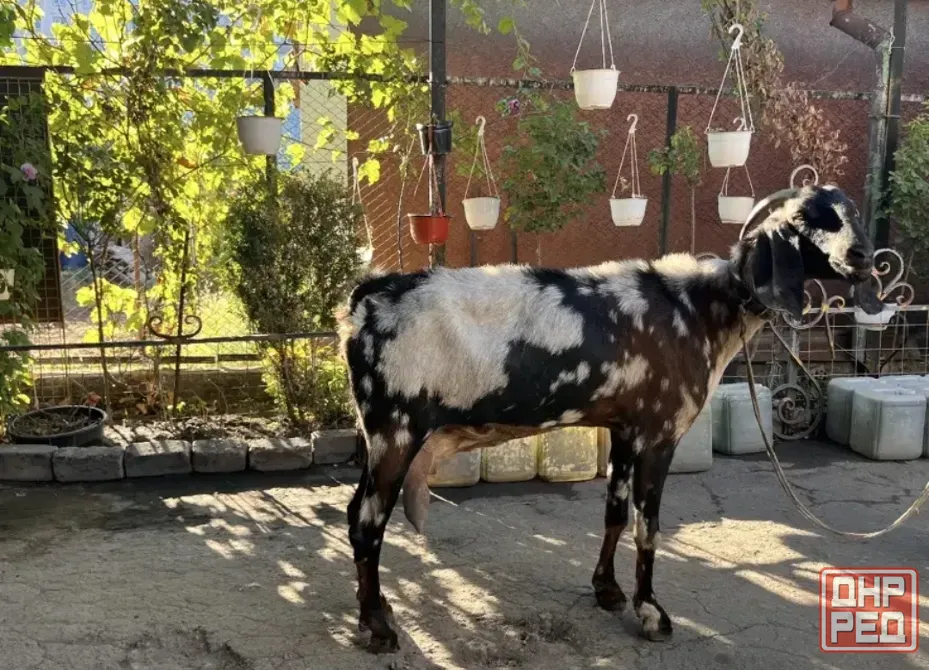 Продам чисто кровных англо нубийских коз Донецк - изображение 2