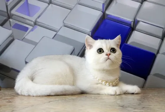 Серебристая шиншилла, кот + вакцинация и кастрация Макеевка