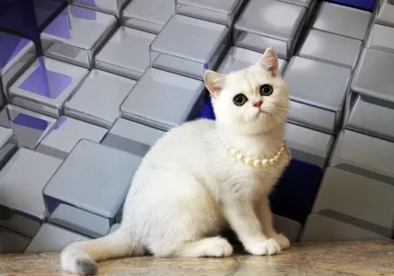 Серебристая шиншилла, кот + вакцинация и кастрация Макеевка