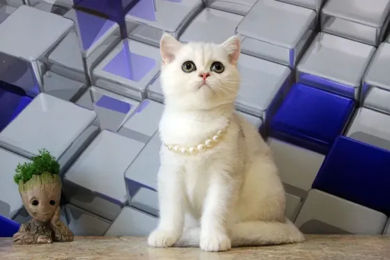 Серебристая шиншилла, кот + вакцинация и кастрация Макеевка