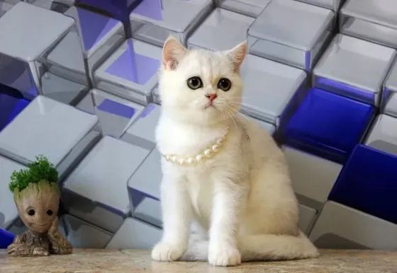Серебристая шиншилла, кот + вакцинация и кастрация Макеевка